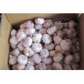 Normal White Garlic (6.0cm) for Exporting